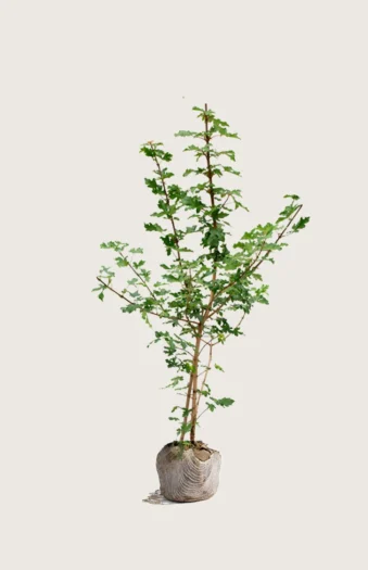 Navr 175cm Vel forgrenet | Plantinavia
