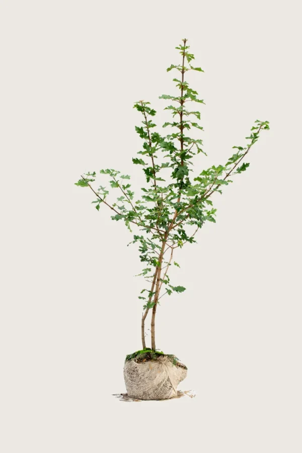 Navr 350cm Vel forgrenet | Plantinavia