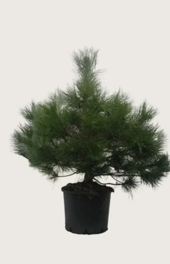 Østrigsk Fyr 150cm Vel forgrenet | Plantinavia