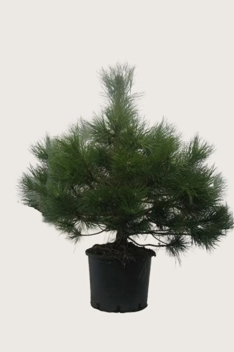 Østrigsk Fyr 150cm Vel forgrenet | Plantinavia