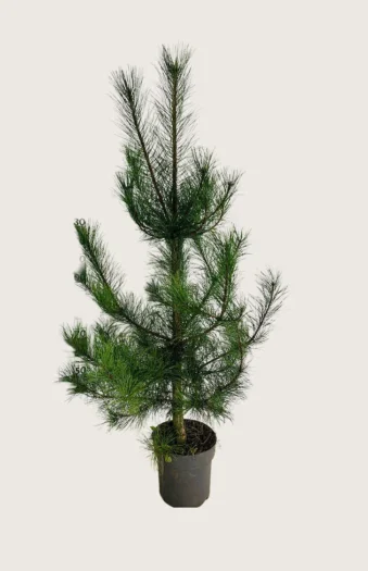 Østrigsk Fyr 225cm Vel forgrenet | Plantinavia