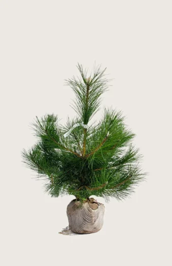 Østrigsk Fyr 100cm Vel forgrenet | Plantinavia