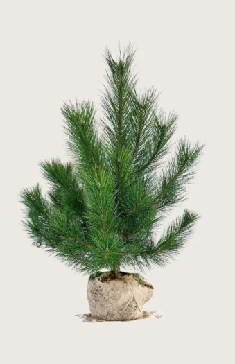 Østrigsk Fyr 175cm Vel forgrenet | Plantinavia