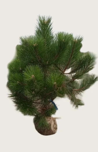 Østrigsk Fyr 300cm Vel forgrenet | Plantinavia