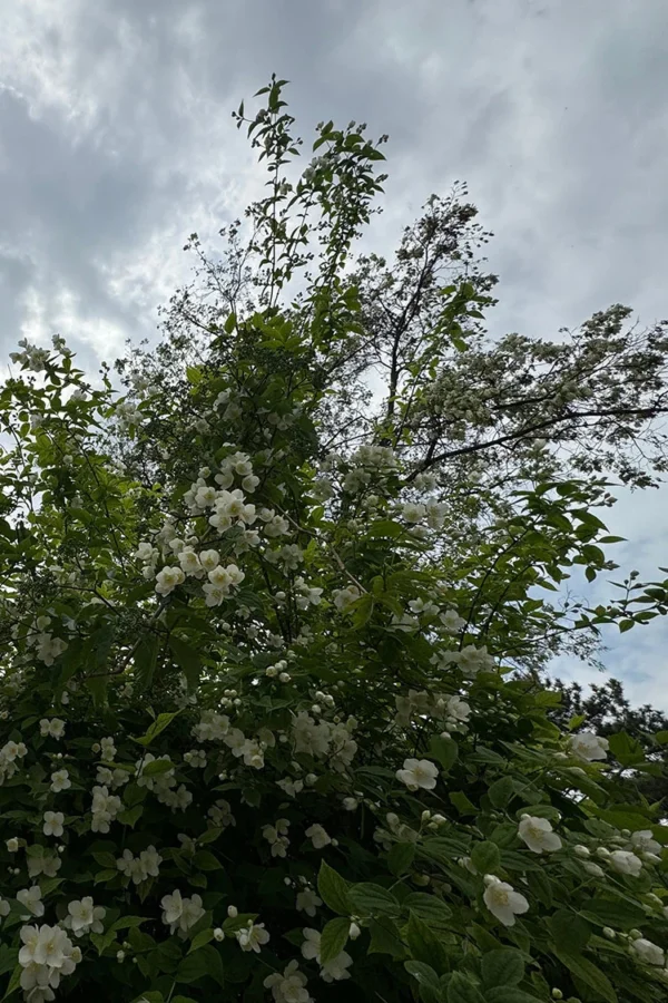Uægte Jasmin 'Coronarius'