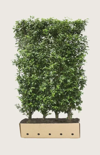 Portugisisk laurbærkirsebær 300cm Vel forgrenet | Plantinavia