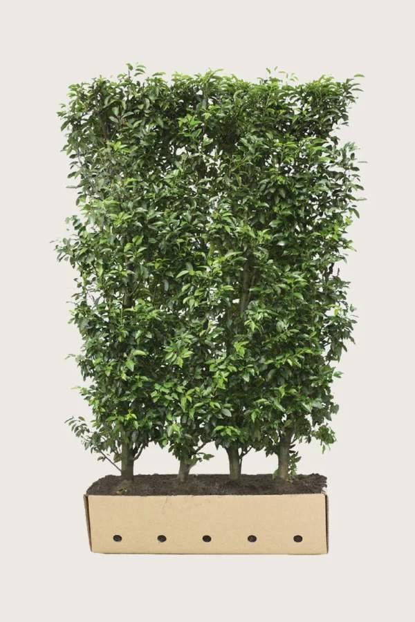 Portugisisk laurbærkirsebær 350cm Vel forgrenet | Plantinavia