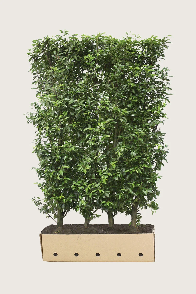 Portugisisk laurbærkirsebær 350cm Vel forgrenet | Plantinavia