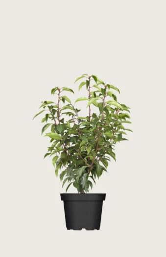 Portugisisk laurbærkirsebær 60cm Forgrenet | Plantinavia