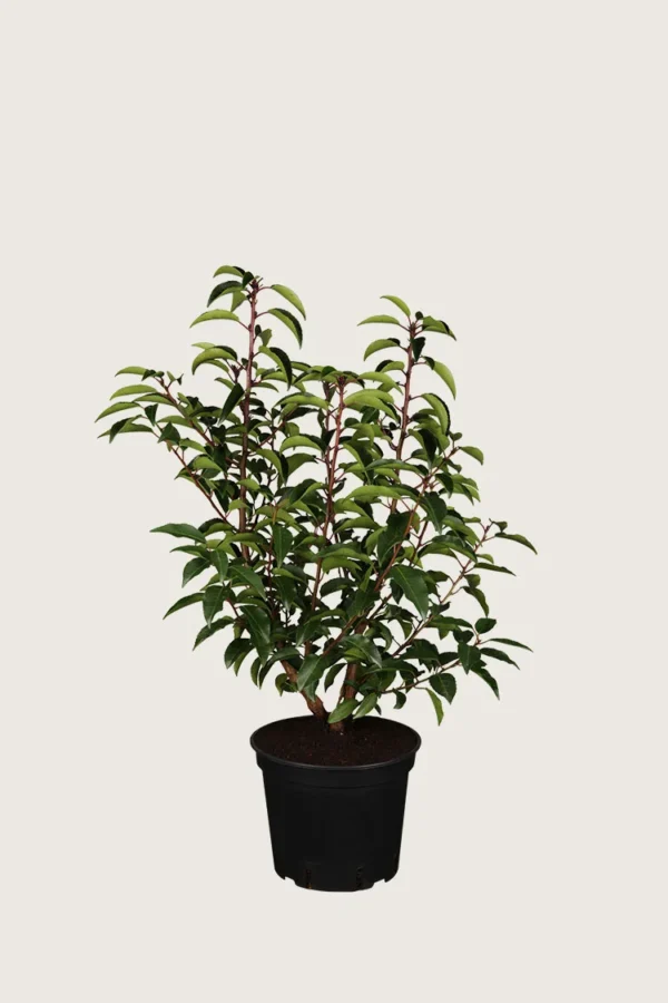 Portugisisk laurbærkirsebær 100cm Outlet | Plantinavia