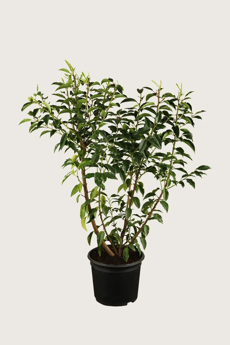 Portugisisk laurbærkirsebær 125cm Outlet | Plantinavia