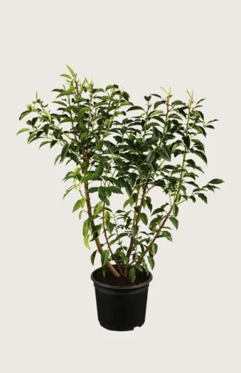 Portugisisk laurbærkirsebær 200cm Outlet | Plantinavia