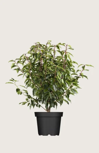 Portugisisk laurbærkirsebær 60cm Vel forgrenet | Plantinavia