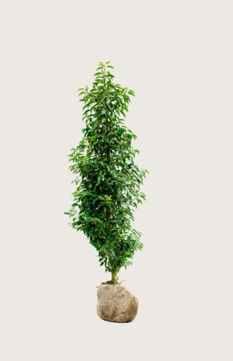 Portugisisk laurbærkirsebær 125cm Forgrenet | Plantinavia