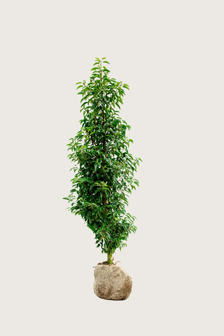 Portugisisk laurbærkirsebær 125cm Forgrenet | Plantinavia