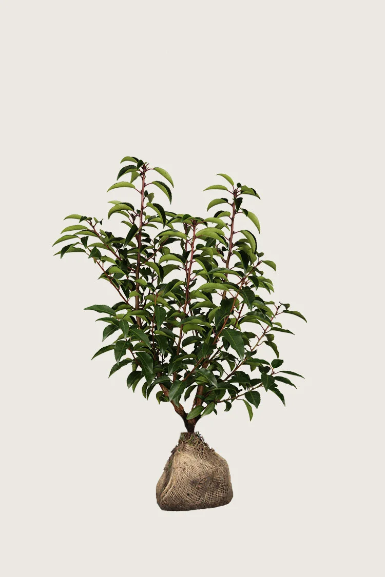 Portugisisk laurbærkirsebær 100cm Outlet | Plantinavia