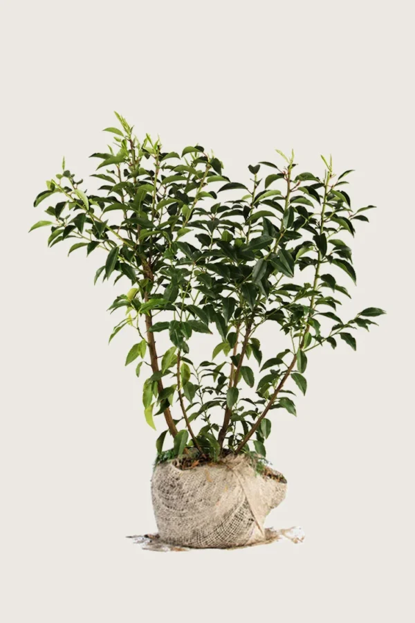 Portugisisk laurbærkirsebær 125cm Outlet | Plantinavia