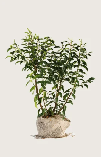 Portugisisk laurbærkirsebær 175cm Outlet | Plantinavia