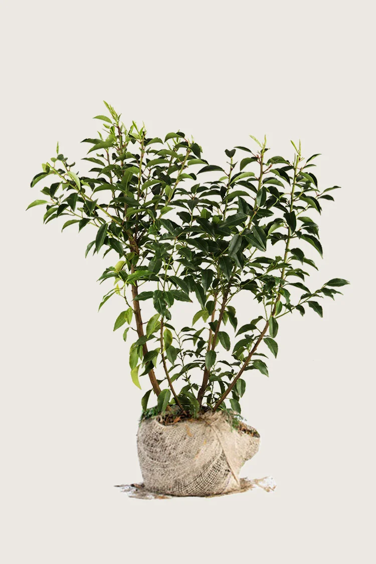 Portugisisk laurbærkirsebær 200cm Outlet | Plantinavia