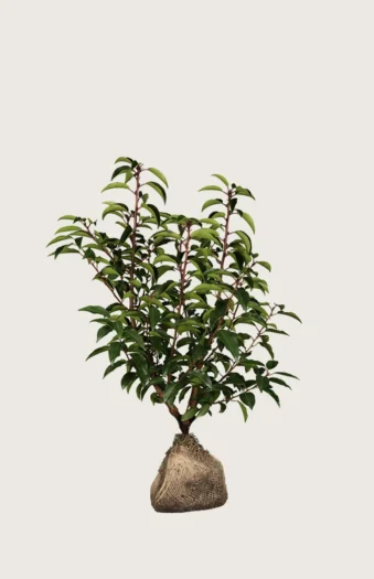 Portugisisk laurbærkirsebær 40cm Outlet | Plantinavia