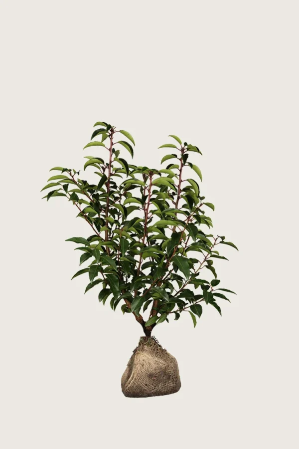 Portugisisk laurbærkirsebær 80cm Outlet | Plantinavia