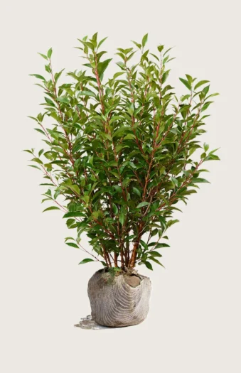 Portugisisk laurbærkirsebær 150cm Vel forgrenet | Plantinavia