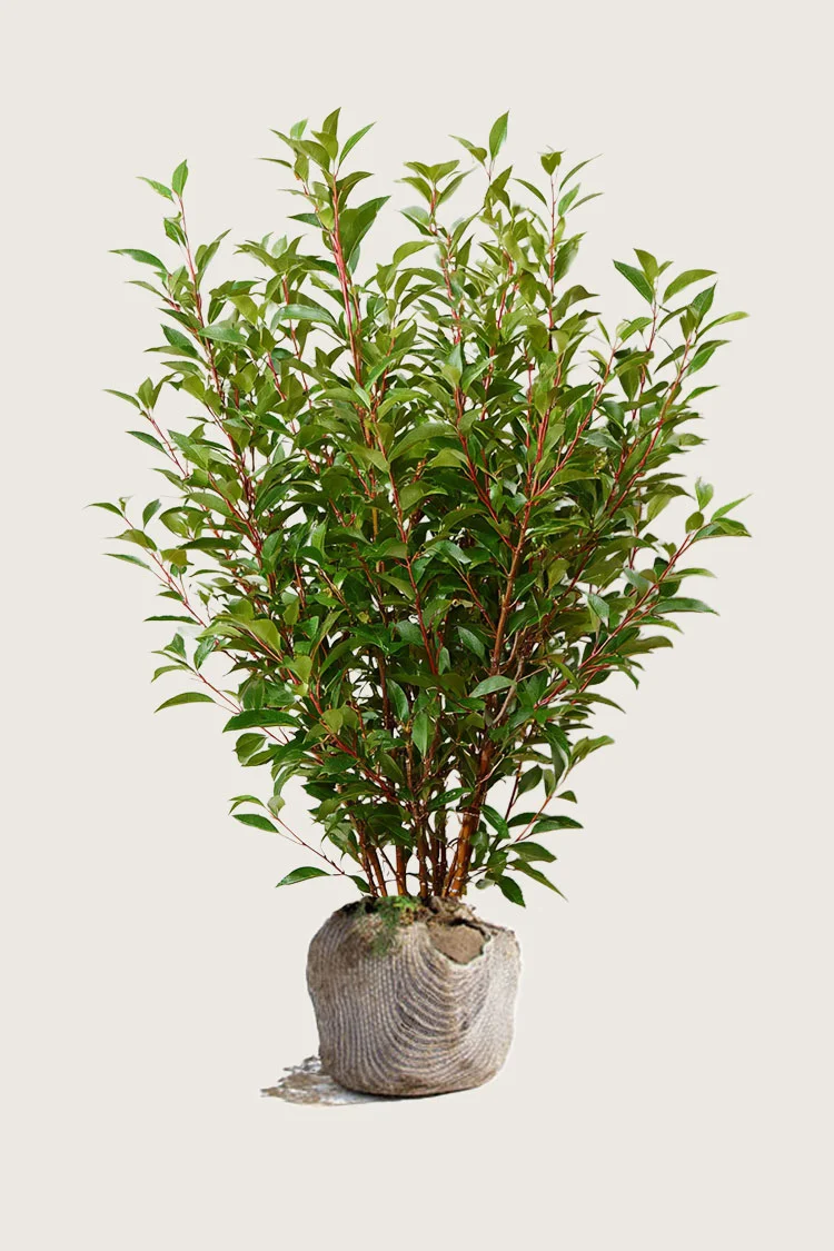 Portugisisk laurbærkirsebær 200cm Vel forgrenet | Plantinavia