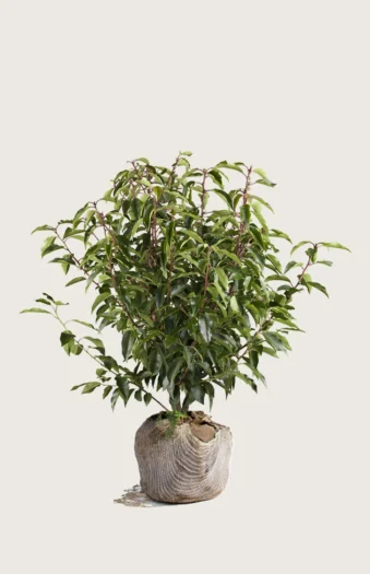 Portugisisk laurbærkirsebær 80cm Vel forgrenet | Plantinavia