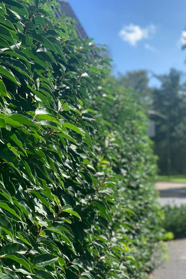 Portugisisk laurbærkirsebær