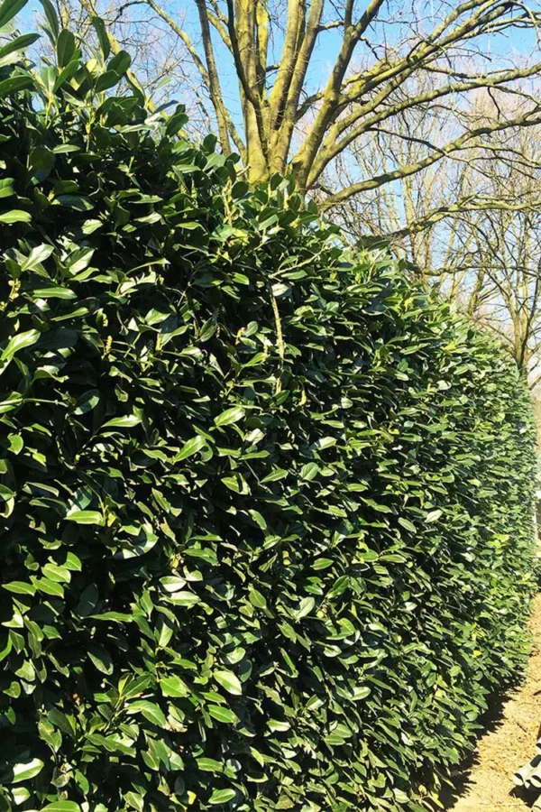 Laurbærkirsebær Genolia