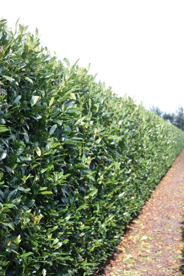 Laurbærkirsebær Herbergii