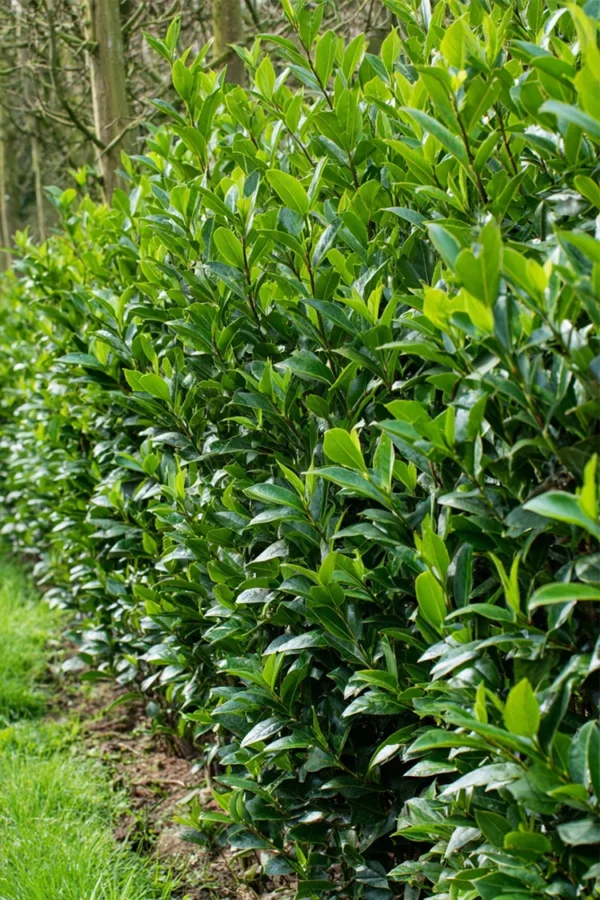 Laurbærkirsebær Mano