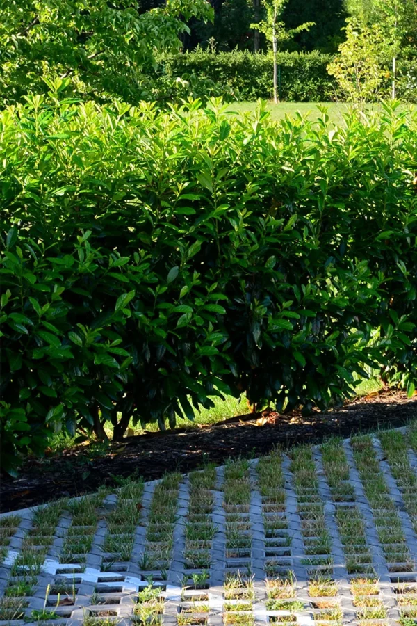 Laurbærkirsebær Novita