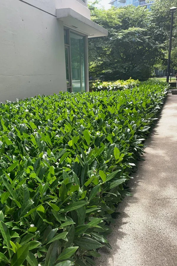 Laurbærkirsebær Otto-Luyken