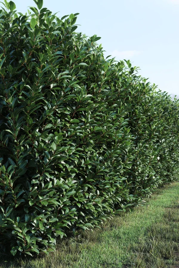 Laurbærkirsebær Bonaparte