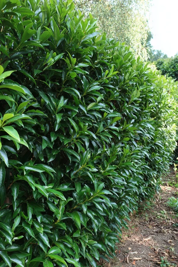 Laurbærkirsebær Elly