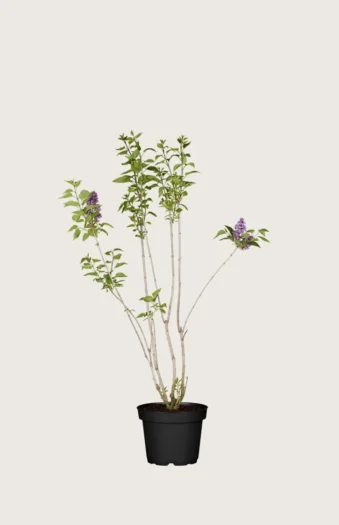 Purpur Syren 40cm Forgrenet | Plantinavia
