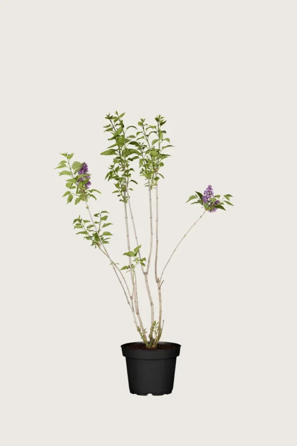 Purpur Syren 60cm Forgrenet | Plantinavia