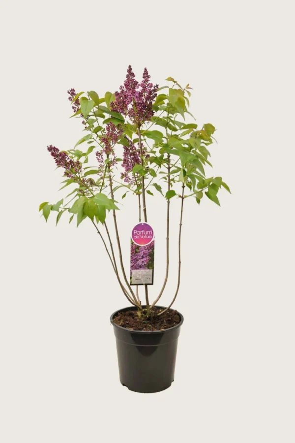 Purpur Syren 125cm Vel forgrenet | Plantinavia