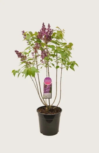 Purpur Syren 150cm Vel forgrenet | Plantinavia