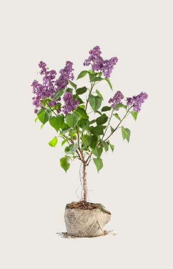 Purpur Syren 100cm Vel forgrenet | Plantinavia