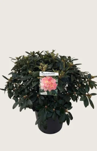 Rhododendron yakushimanum 60cm Forgrenet | Plantinavia