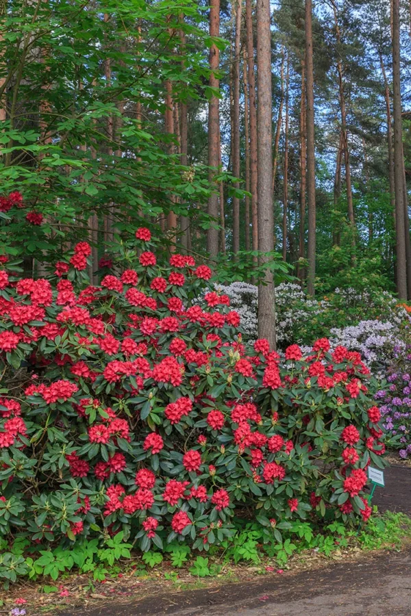 Rød Rhododendron