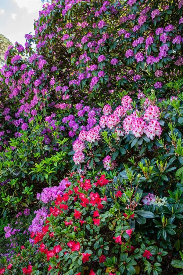 Blandet rhododendron