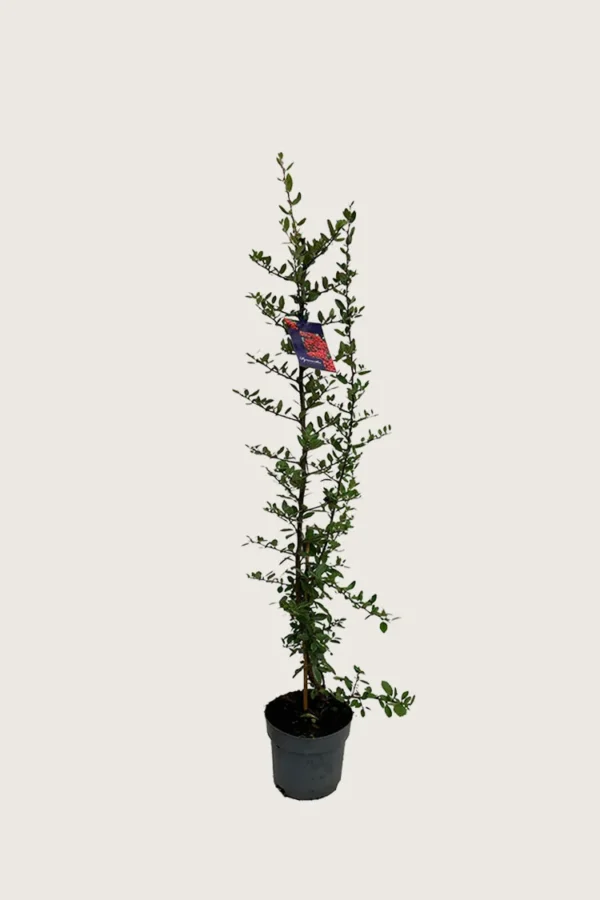 Rød Ildtorn 125cm Vel forgrenet | Plantinavia