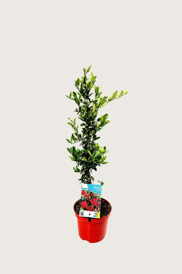 Rød Ildtorn 60cm Vel forgrenet | Plantinavia