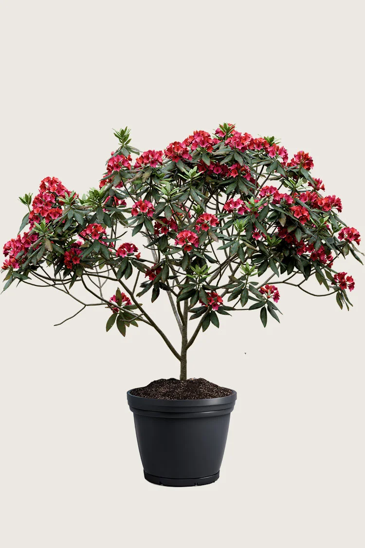 Rød Rhododendron 200cm Vel forgrenet | Plantinavia