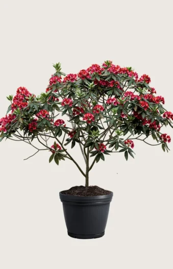 Rød Rhododendron 250cm Vel forgrenet | Plantinavia