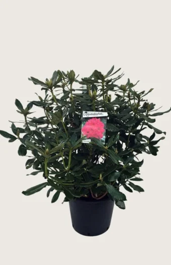 Rød Rhododendron 60cm Forgrenet | Plantinavia