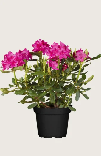 Rød Rhododendron 100cm Vel forgrenet | Plantinavia